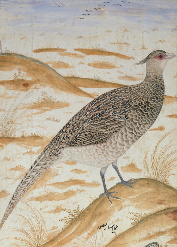 Schopffasan aus dem Himalaja, Jahangir-Zeit, Mogulreich, um 1620