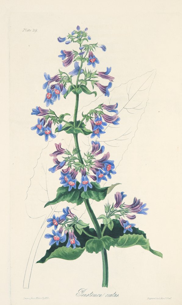 Eiförmiges Penstemon, aus Floral Illustrations of the Seasons, veröffentlicht 1829 von Margaret Roscoe