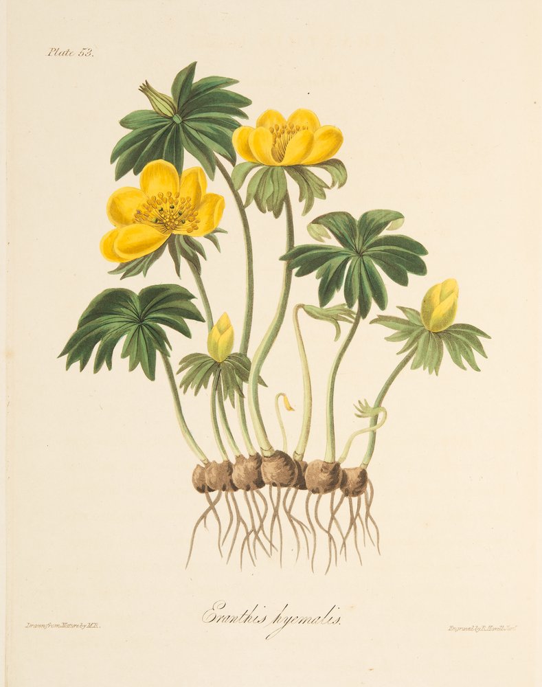 Winterling, aus Florale Illustrationen der Jahreszeiten, veröffentlicht 1829 von Margaret Roscoe