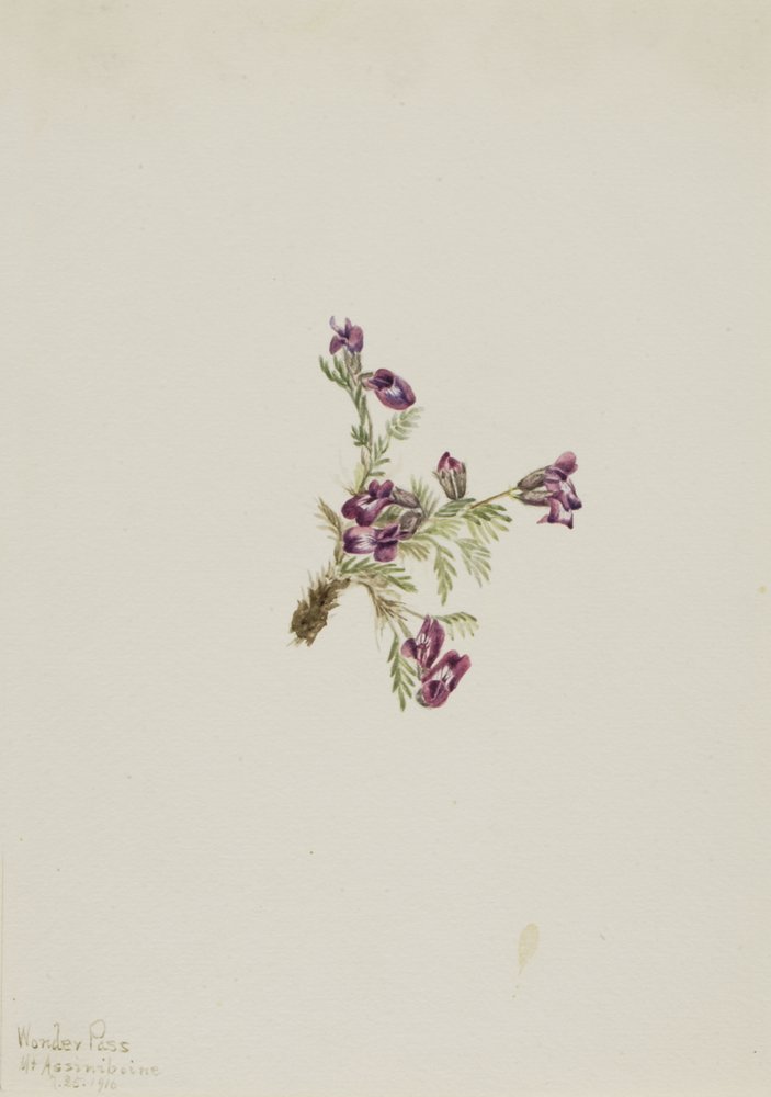 Alpen-Spitzkiel Oxytropis podocarpa, 1916 von Mary Vaux Walcott