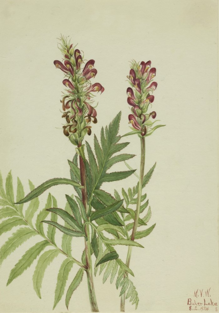 Rothelm-Pedicularis bracteosa, 1924 von Mary Vaux Walcott