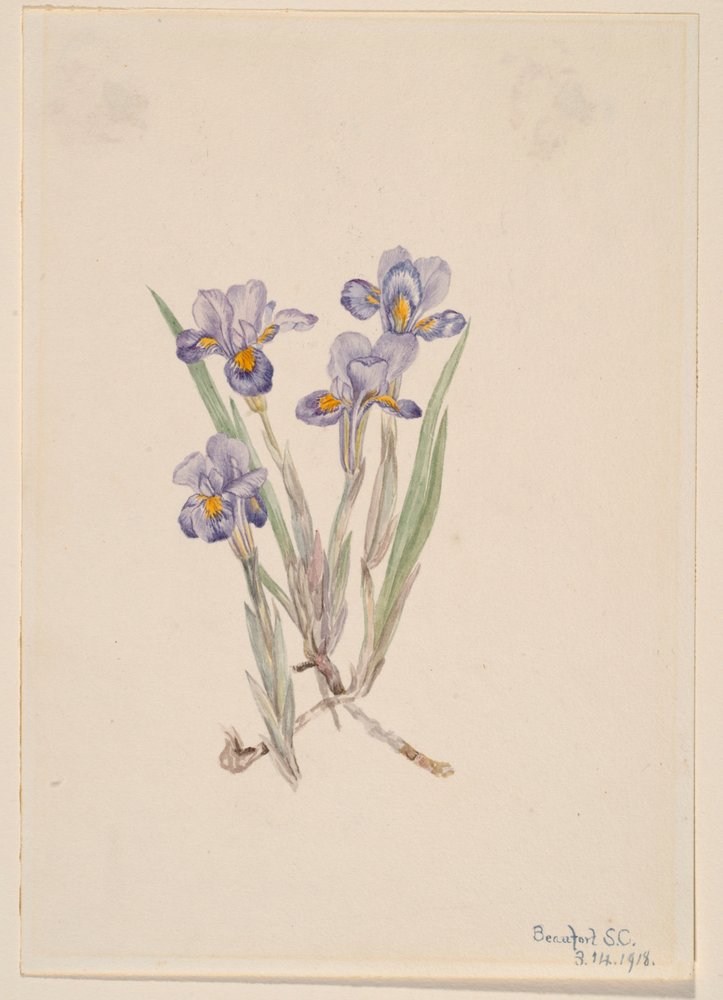 Frühlings-Iris (Iris verna) von Mary Vaux Walcott