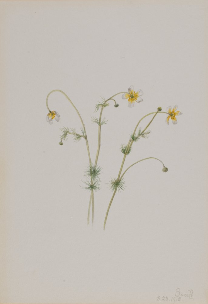 Wasserhahnenfuß Batrachium trichophyllum von Mary Vaux Walcott