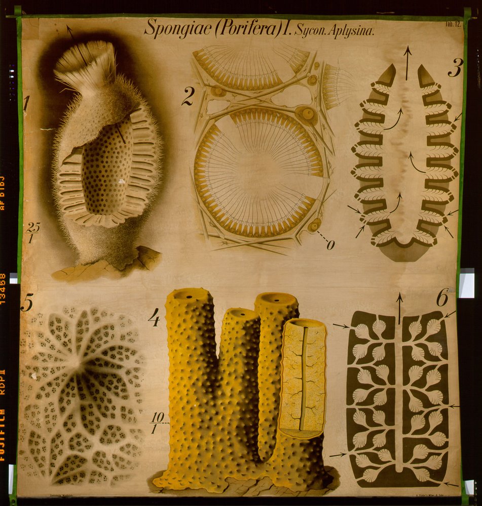 Sycon und Aplysina, Nr.12, Pfurtscheller's Zoologische Wandkarte