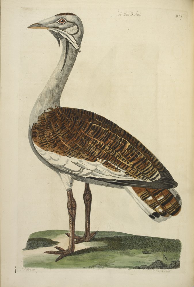 Der männliche Trappe, Illustration aus 