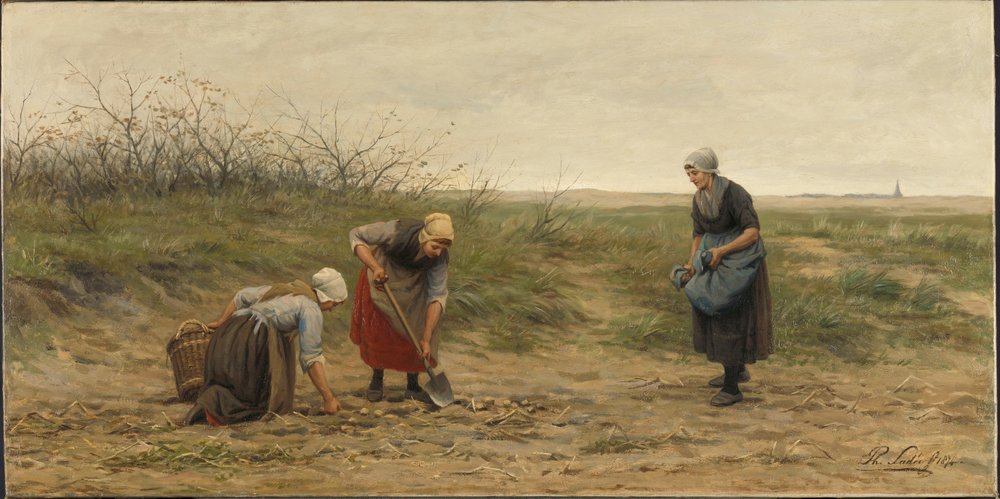 Frauen aus Scheveningen ernten Kartoffeln auf einem Feld