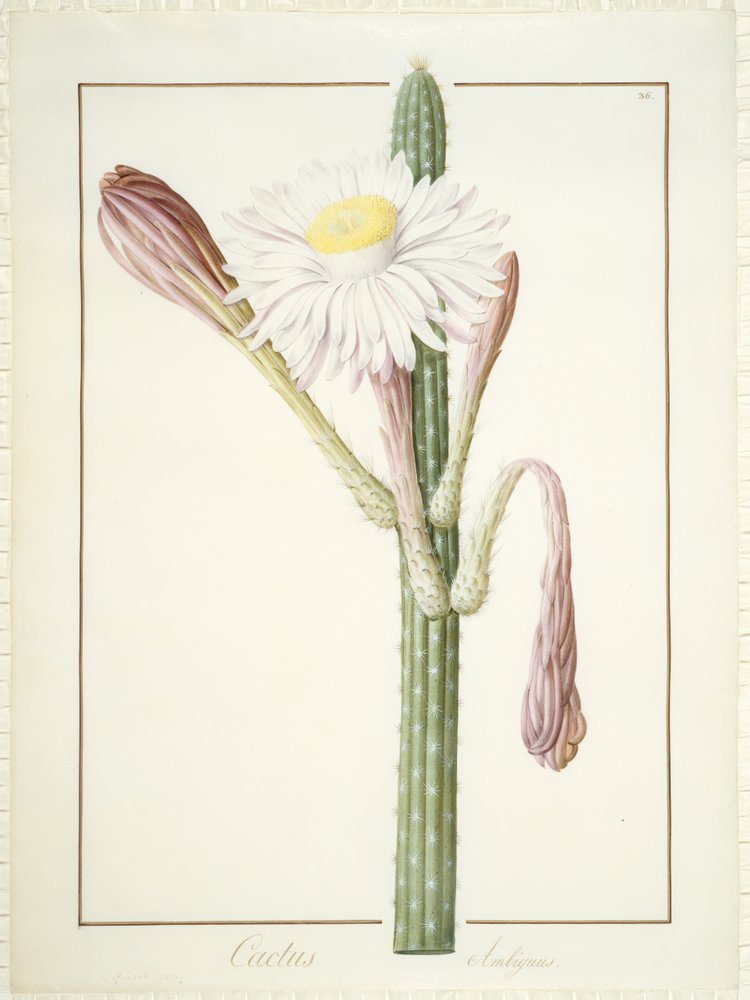 Cactus Ambiguus, 1812 von Pierre-Joseph Redouté