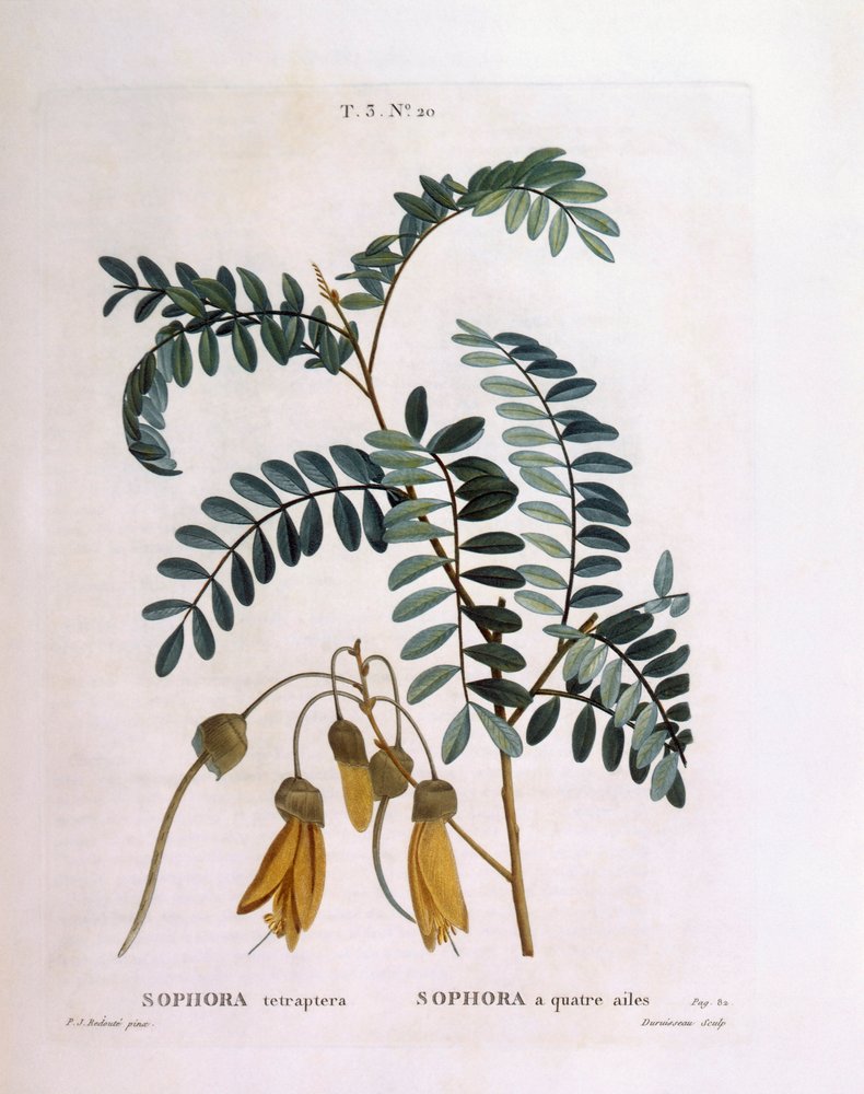 Kowhai (Sophora tetraptera oder Edwardsia grandiflora), botanische ...