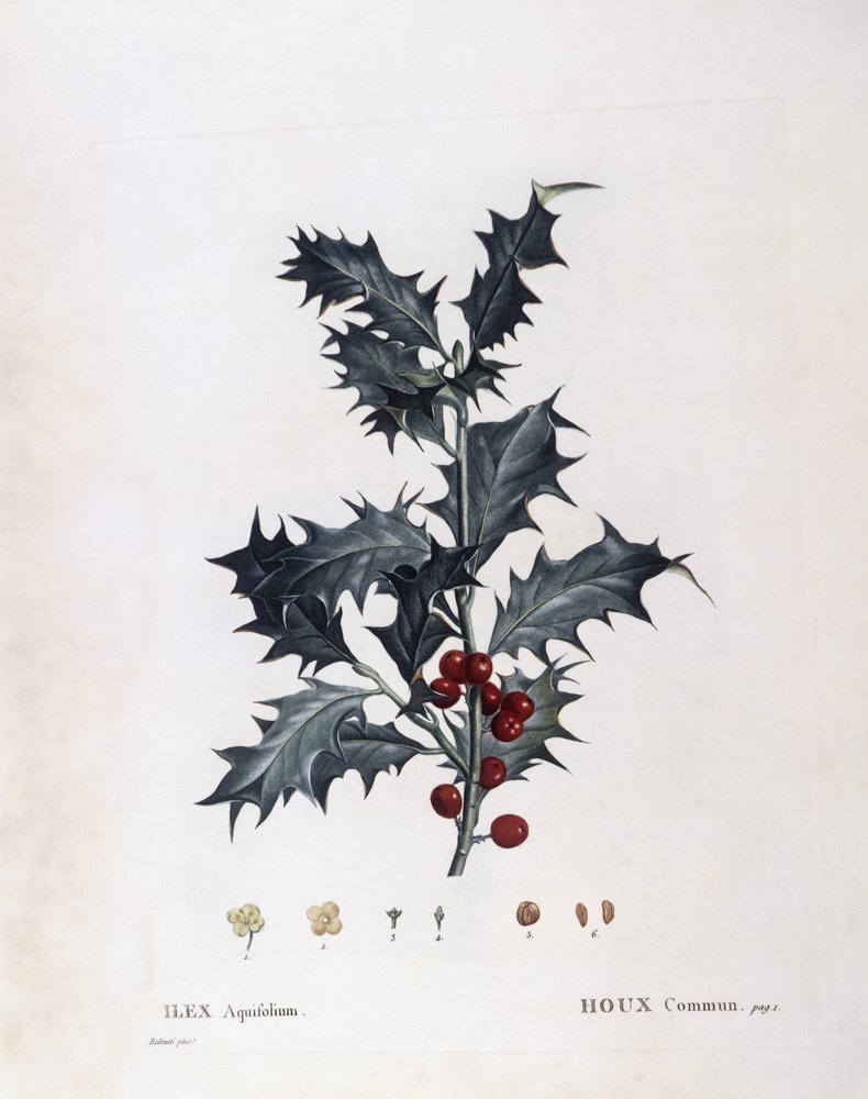 Aquifoliaceae - Europische Stechpalme (Ilex aquifolium). (botanische Tafel)