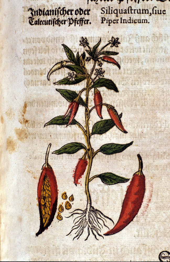 Indischer Pfeffer. Gravur - in „Kreutterbuch Dess Hochgelehrten und weitberühmten Herrn D. Petri Andreae Matthioli“ von Pietro Andrea Mattioli (Matthiole) (1500-1577). Frankfurt von Pietro Andrea Mattioli