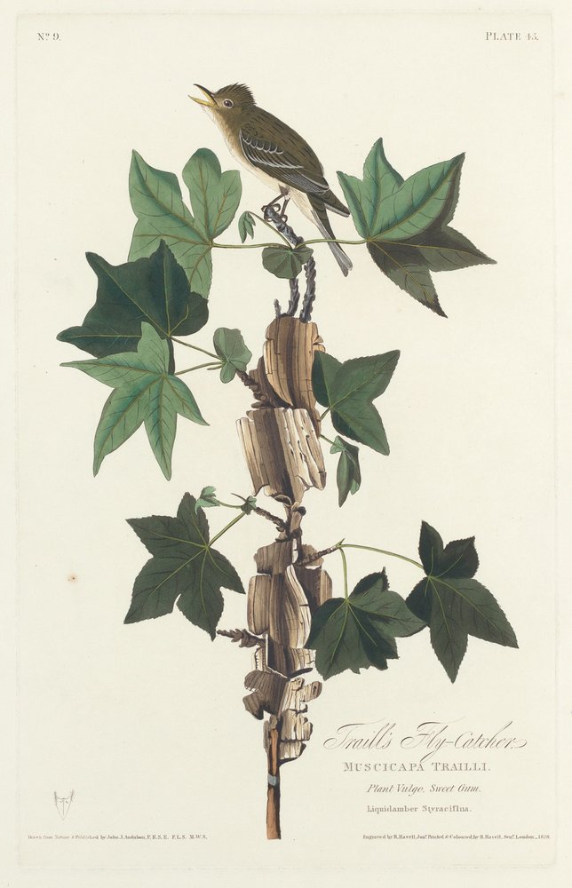 Traill