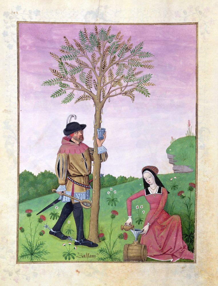 Ms Fr. Fv VI #1 fol.162v Saft aus einem Baum ziehen, Illustration aus ...