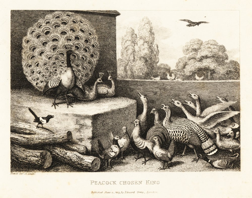 Ein zum König der Hofvögel gewählter Pfau. 1811 von Samuel Howitt