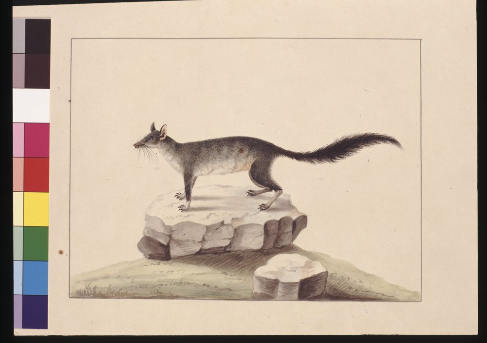 Seite 10. Tapoa Tafa. Jetzt bekannt als Brush-tailed Phascogale, ca ...