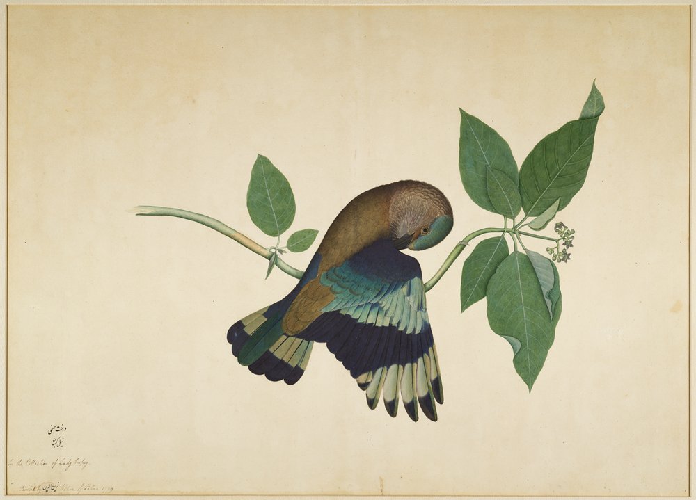 Hinduracke auf einem Sandelholzzweig, Blatt aus einer von Lady Impey in Auftrag gegebenen Serie, 1779 von Shaikh Zain ud-Din