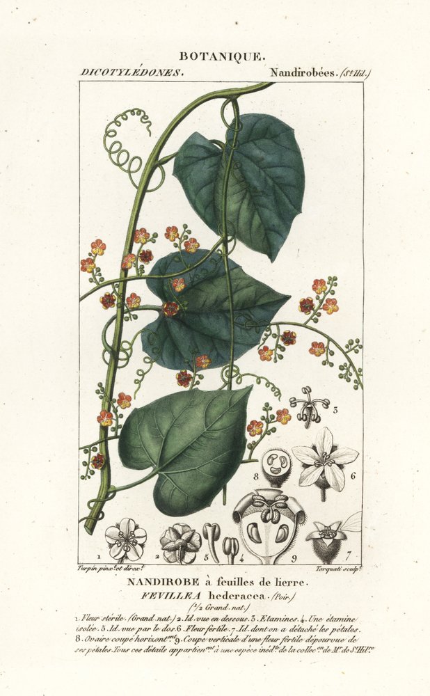 Javillo oder Gegengift-Kokoon, Fevillea cordifolia von Stanghi Stanghi