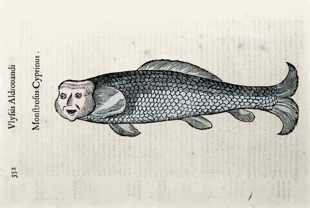 Fischdarstellung von Nicolas Plate, illustriert mit einem Manuskript ...