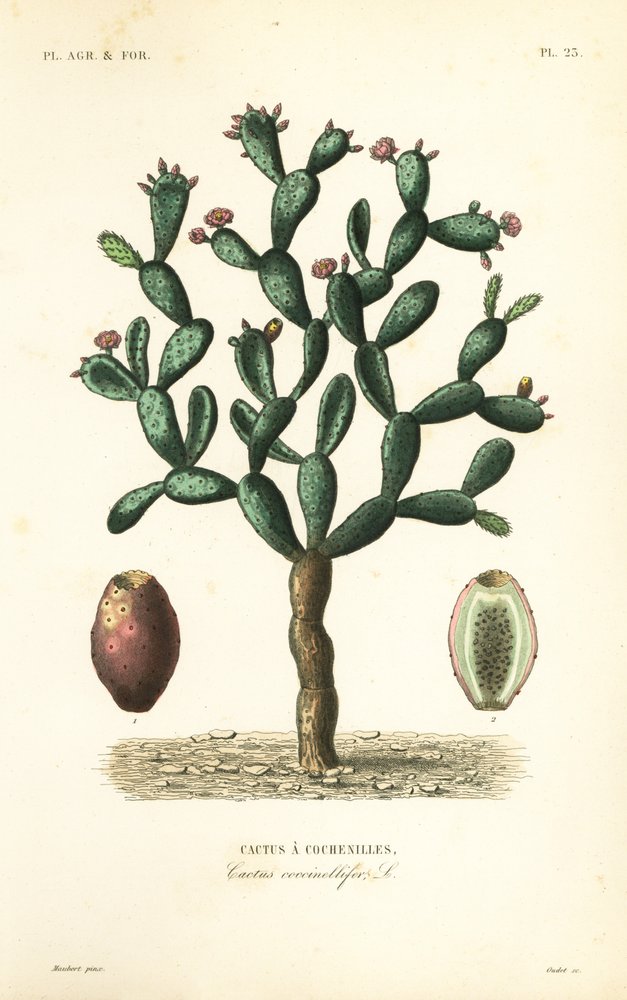 genolia kirschlorbeer obi Kirschlorbeer 'Genolia' kaufen | Prunus laurocerasus 'Genolia'