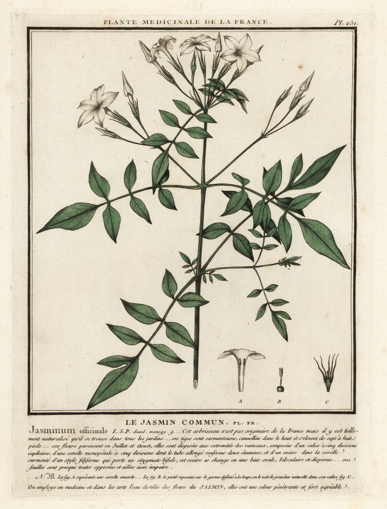 polyscias zimmerpflanze Polyscias scutellaria 'Fabian'  rundblttrige Aralie