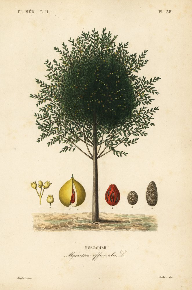 Muskatnussbaum, Myristica fragrans von Unbekannt: Kunstdruck