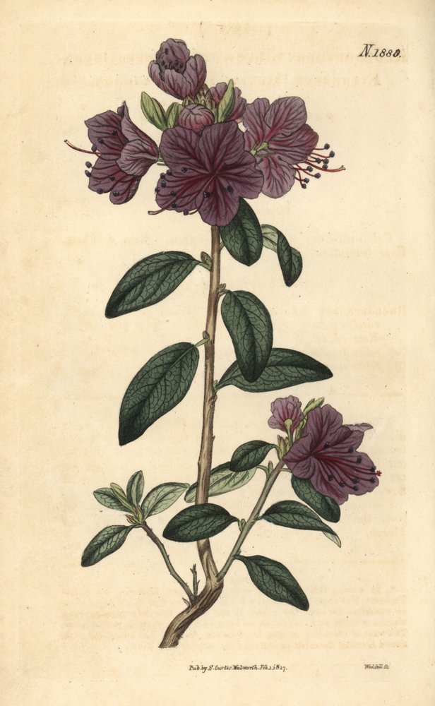 Rhododendron oder Azaleenfloristen - Immergrner daurischer Rhododendron,  Rhododendron dahuricum sempervirens. Handkolorierter botanischer Stich von  ...