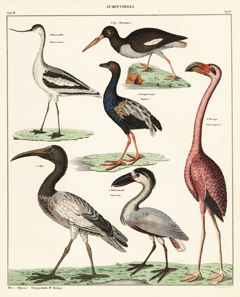 Verschiedene Watvögel, 1841 von Unbekannter Künstler