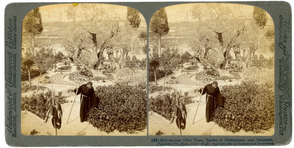 Alte Olivenbume im Garten Gethsemane, nahe Jerusalem, Palstina, 1905