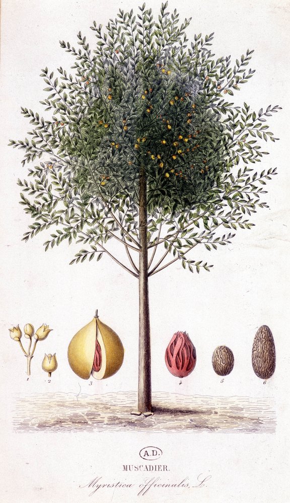 Myristica fragrans - Muskatnussbaum (Myristica officinalis). Botanische ...