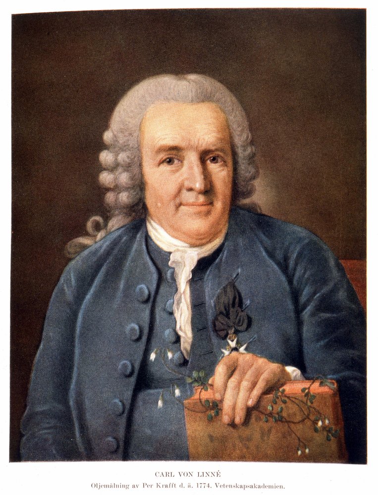 Carl von Linné, schwedischer Naturforscher und Schriftsteller von Unknown artist