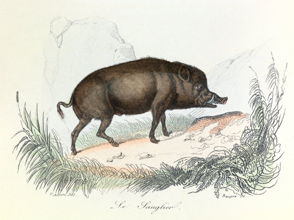 Illustration aus dem Buch "Gesammelte Werke von Buffon": Die Tiere: Der Eber (Gravur) von Unknown artist