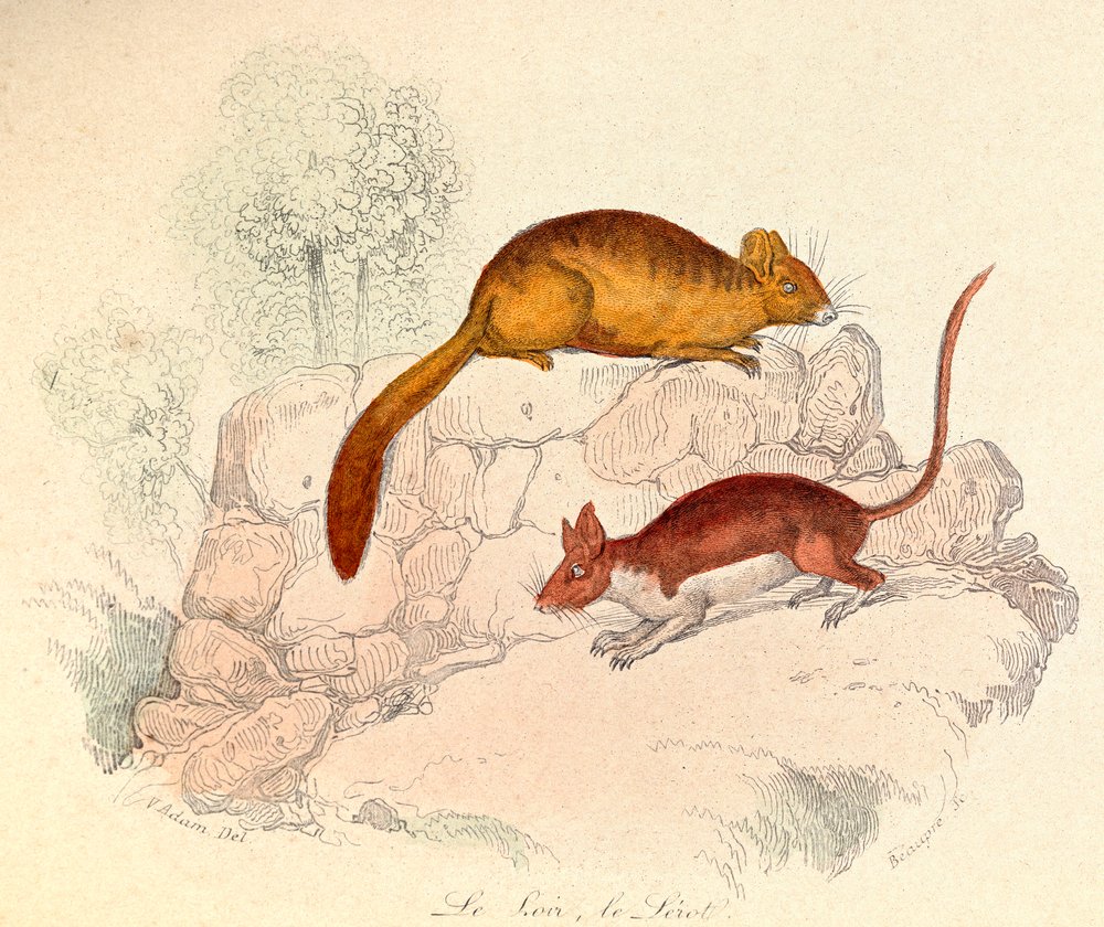 Illustration aus dem Buch "Gesammelte Werke von Buffon": Die Tiere: Der Siebenschläfer und der Gartenschläfer (Gravur) von Unknown artist