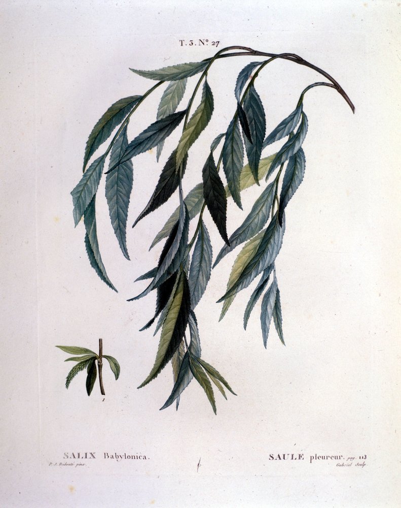 Blatt der Trauerweide (Salix babylonica) von Unknown artist