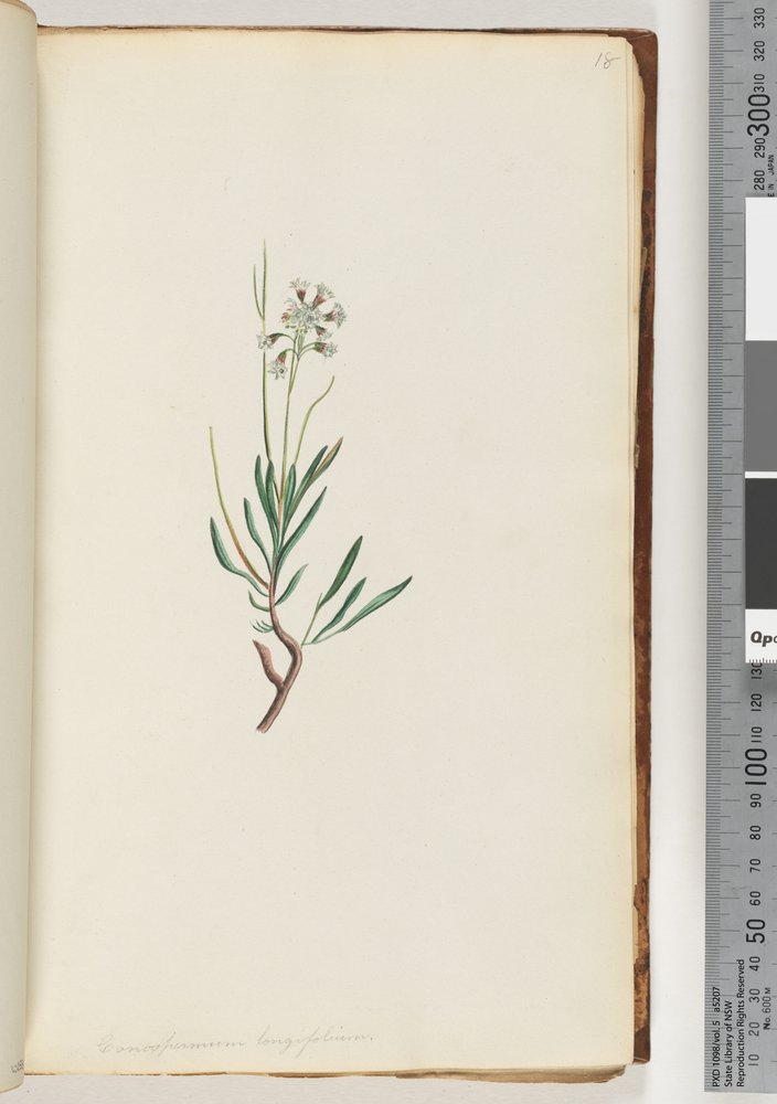 Seite 18. Conospermum longifolium, Langblättrige Coneseeds von Unknown artist