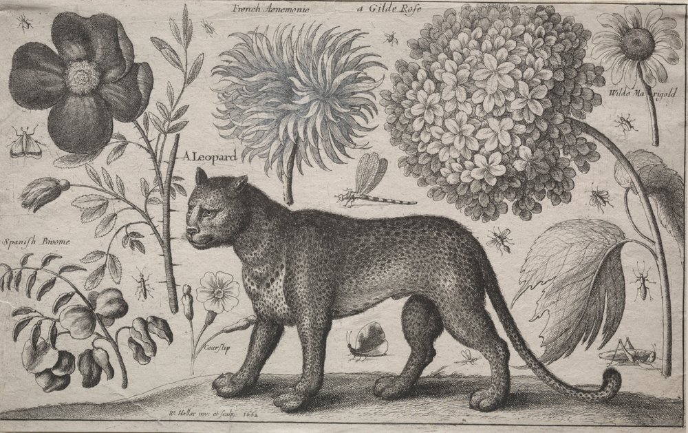 tiere-und-pflanzen-leopard-mit-pflanzen-und-insekten