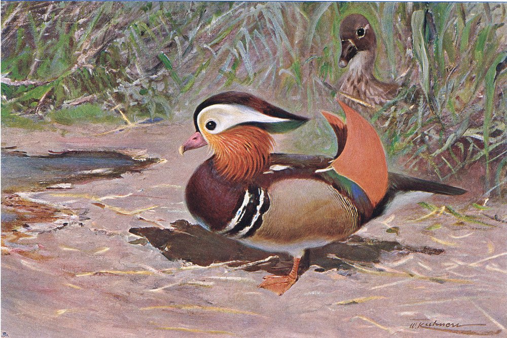 Mandarinente, aus Die Tierwelt der Welt, veröffentlicht von Frederick Warne & Co, ca. 1900 von Wilhelm Kuhnert