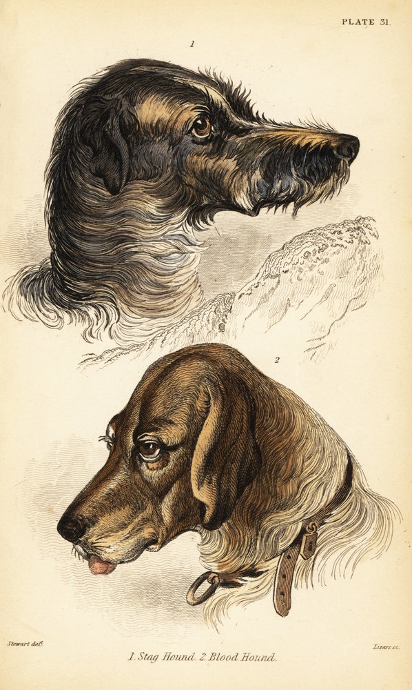 Köpfe eines Hirschhundes 1 und Bluthundes 2, Canis lupus familiaris (Canis sagaces und Canis sanguinarius) von William Home Lizars