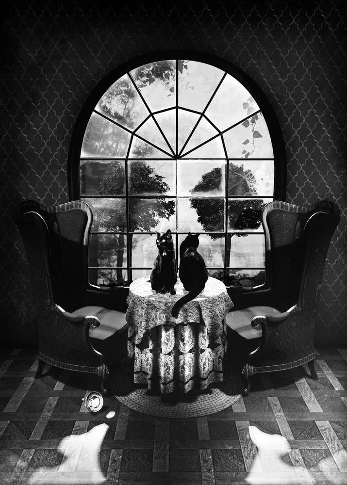 Geheimnisvolle schwarze Katzen von Ali Gulec