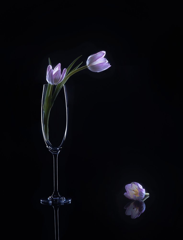 Elegante Lila Tulpen von Alice Sheng