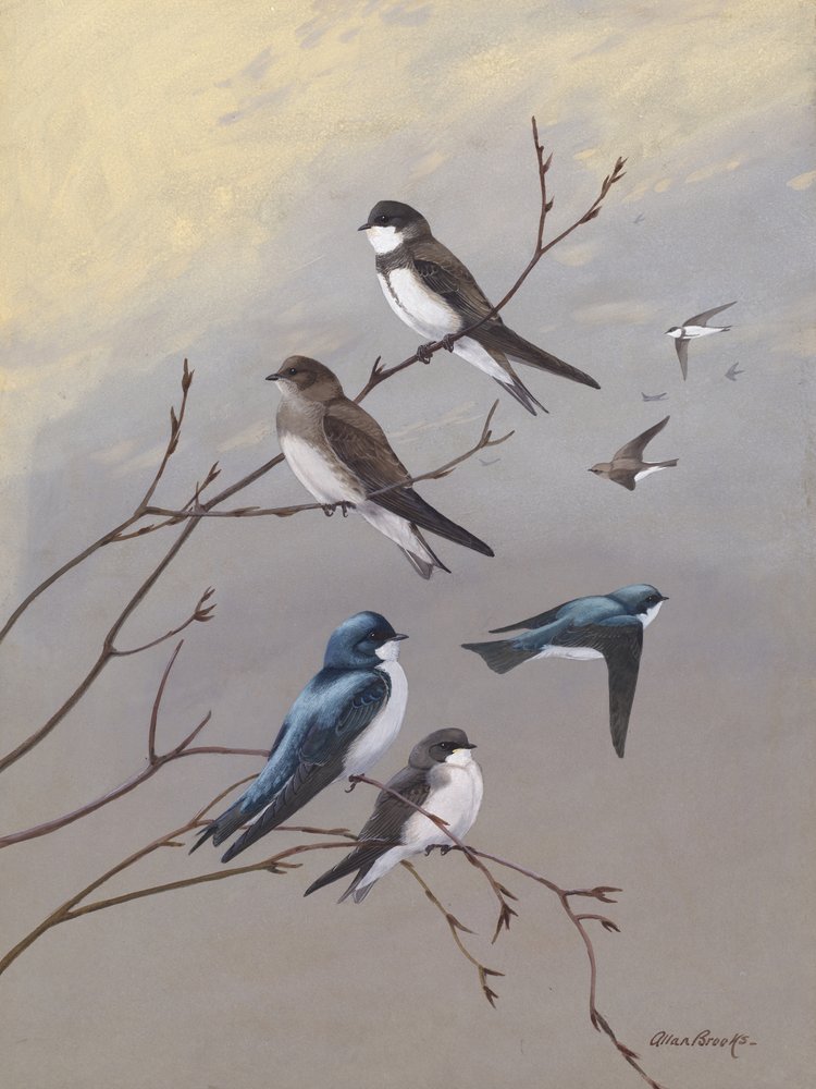 Schwalbe von Allan Brooks von Allan Brooks