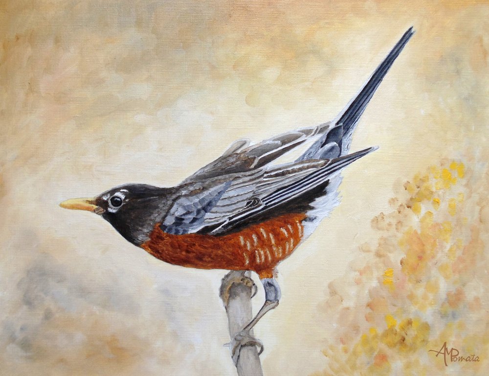 Amerikanische Drossel auf Ast von Angeles M. Pomata
