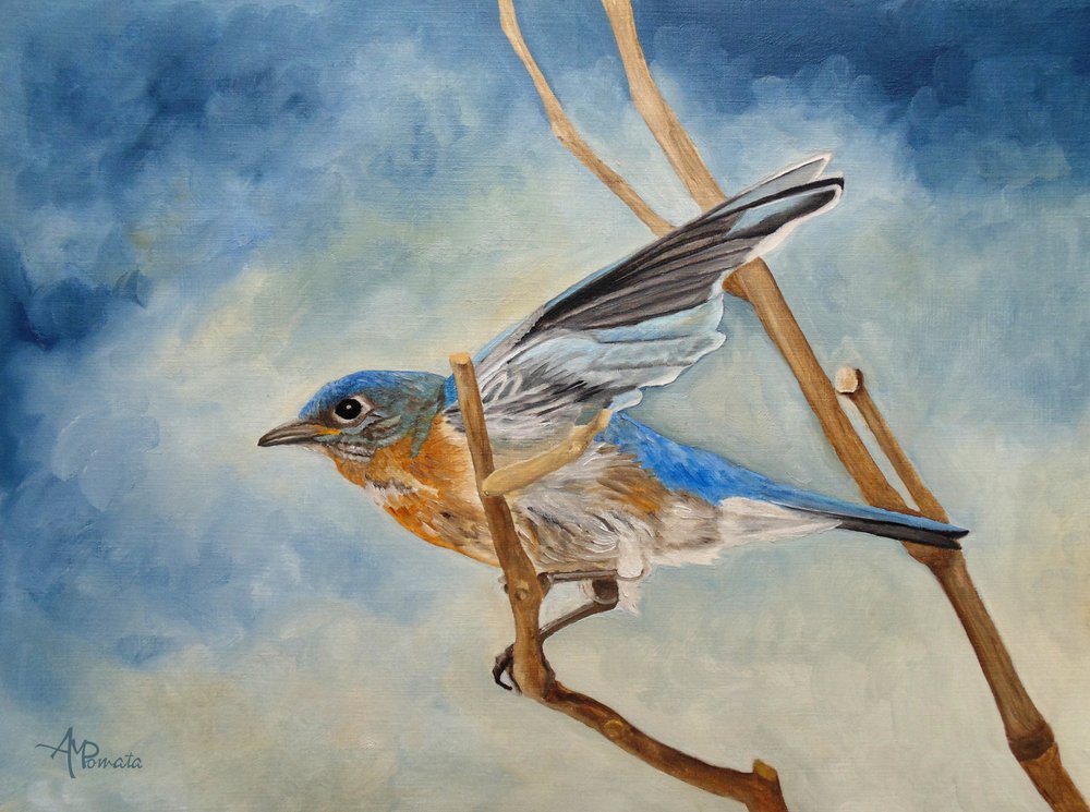 Blaukehlchen im Flug von Angeles M. Pomata
