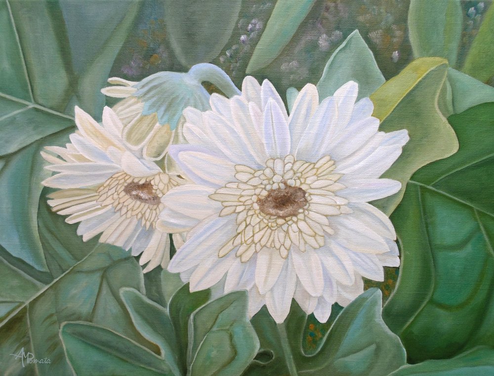 Frische Weiße Gerbera-Blüten von Angeles M. Pomata