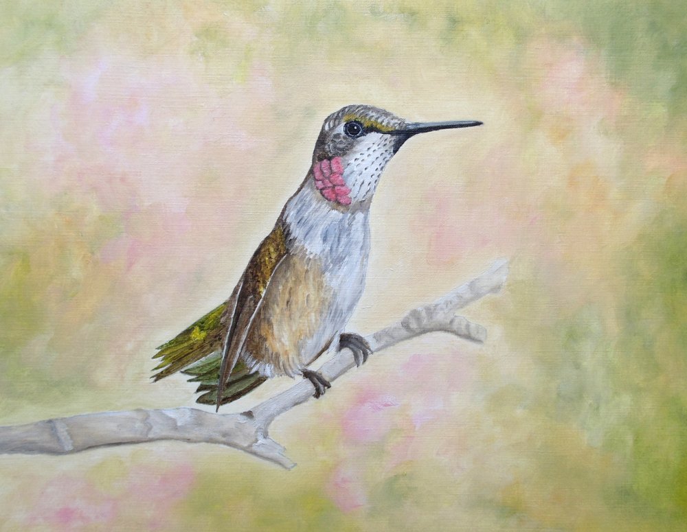 Rubinkolibri auf Ast von Angeles M. Pomata