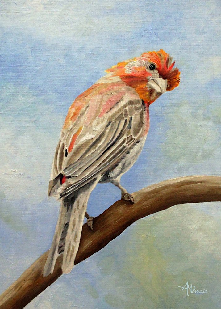 Roter Fink auf Ast von Angeles M. Pomata