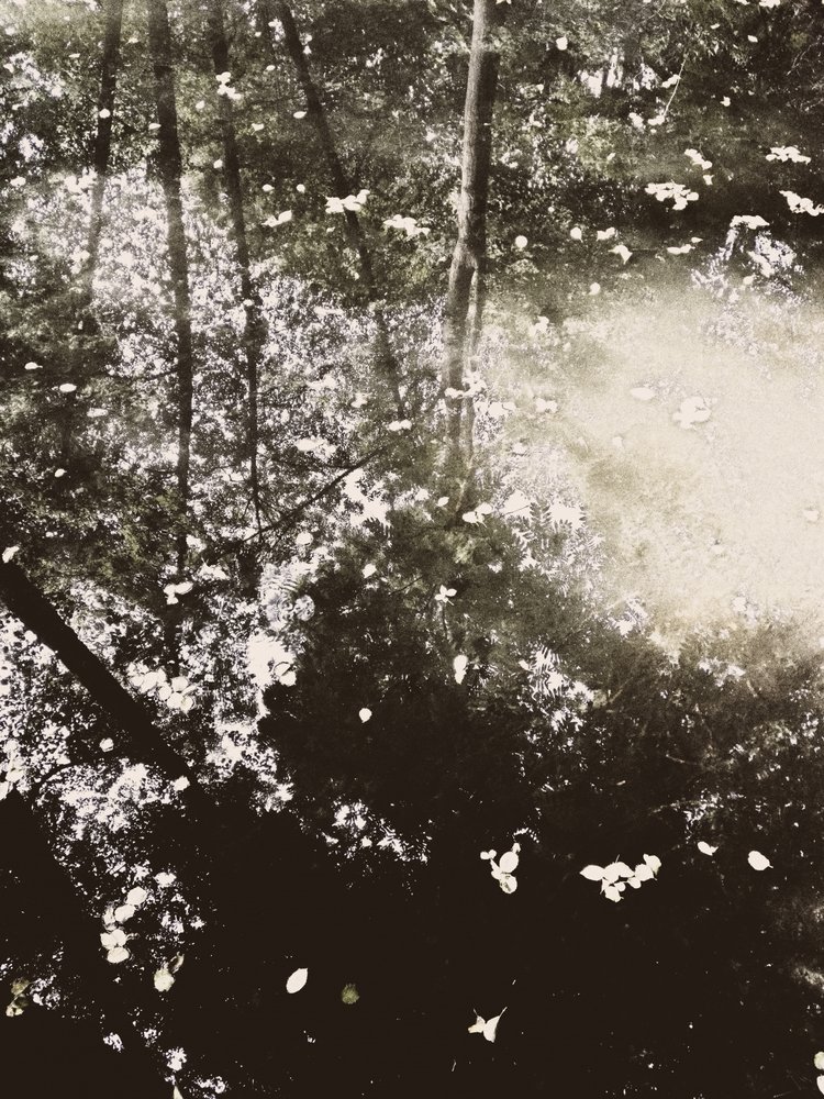 Ätherisches Waldlicht von Angelo Cerantola