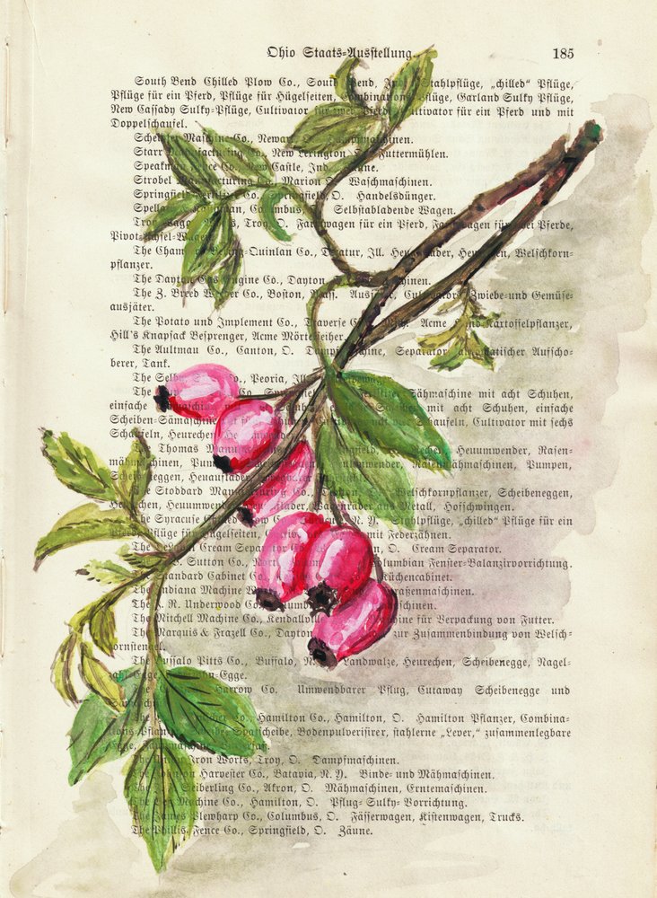 Zweig mit Hagebutten Aquarell Naturstudie von Annick