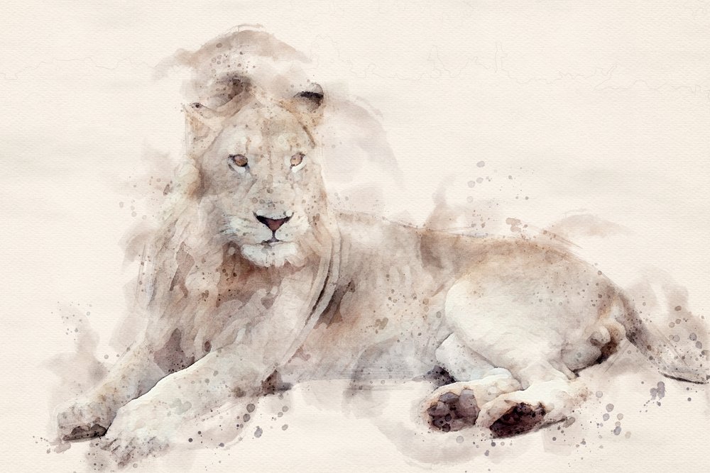 Majestätischer Weißer Löwe Aquarell von Arno Du Toit