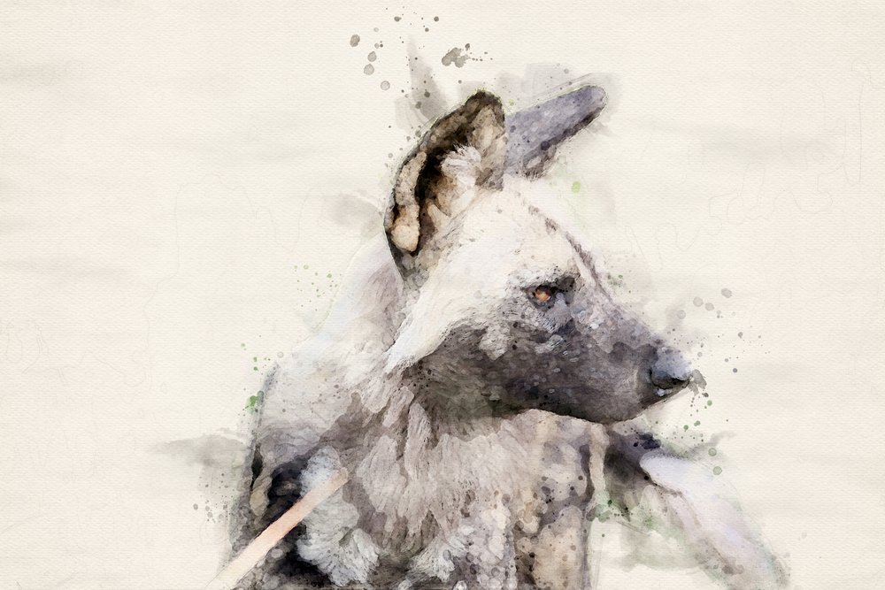 Ruhiger Wildhund Aquarell von Arno Du Toit