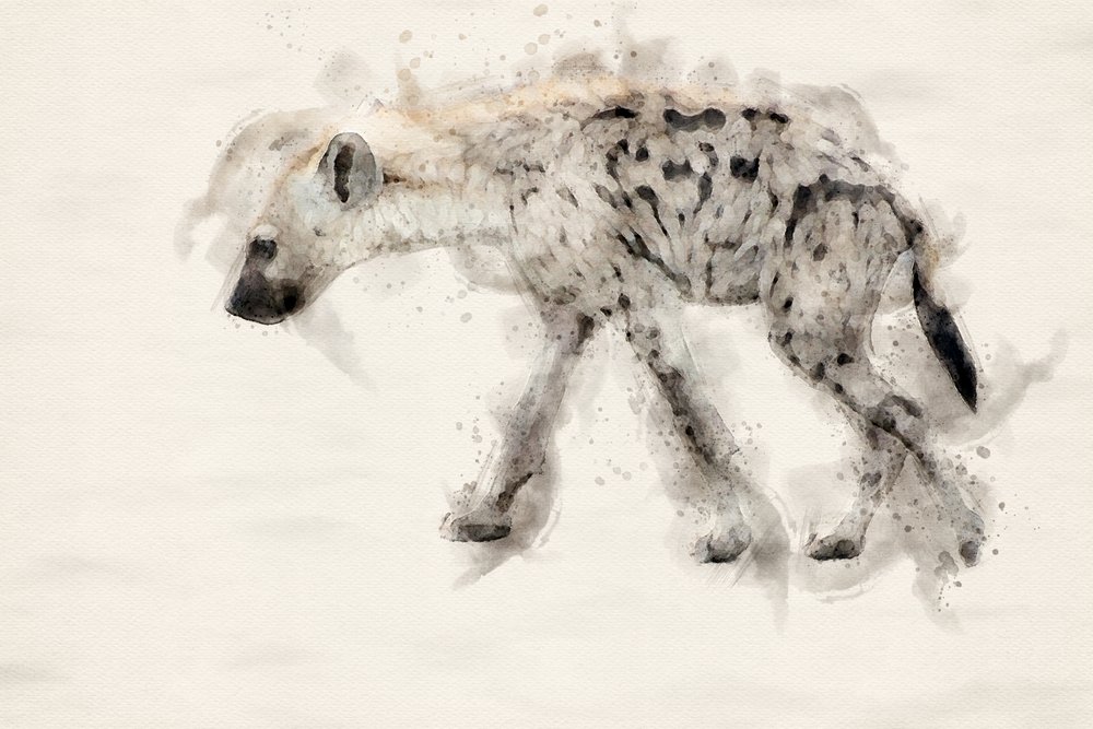 Gefleckte Hyäne Aquarell von Arno Du Toit
