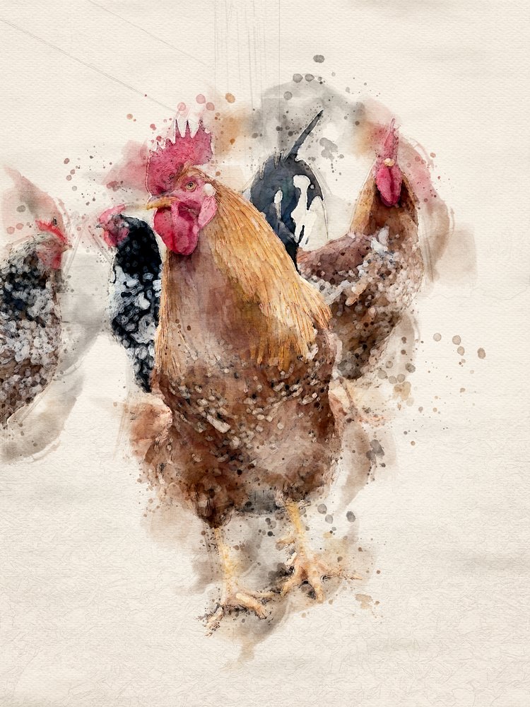 Aquarell Bauernhof Hähne von Arno Du Toit